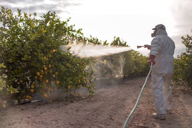 Best Best Pest Control Near Me  in East Hemet, CA
