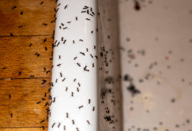 Best Residential Pest Control  in East Hemet, CA