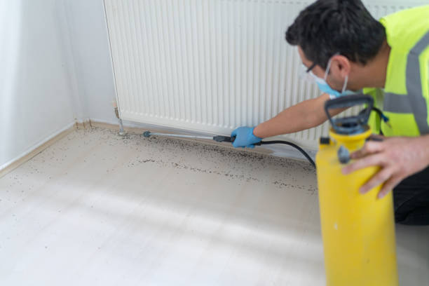 Best Affordable Pest Control Services  in East Hemet, CA